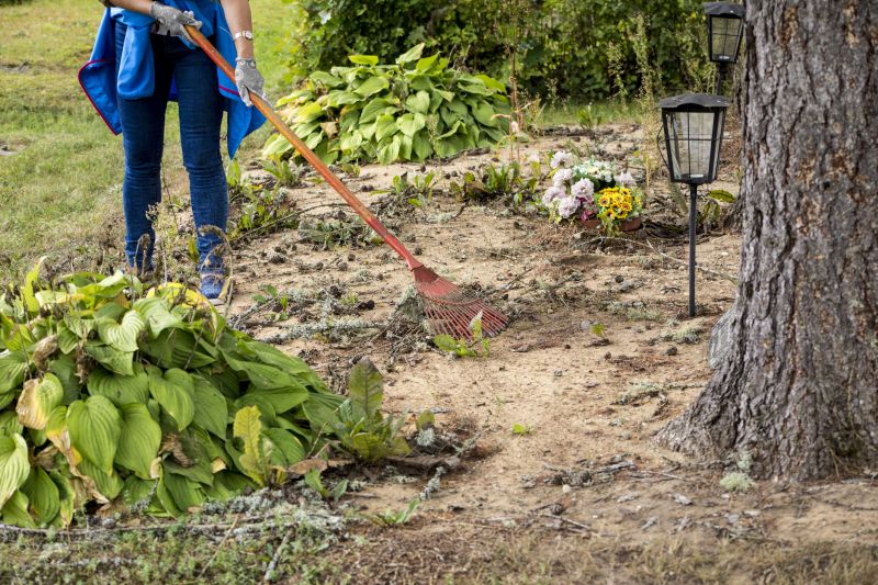 Undergrowth Removal in Houston, TX